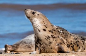 نفوق 6 فقمات بـ «الطعن» في جنوب أفريقيا