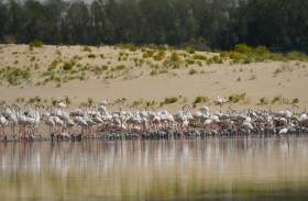 هيئة البيئة تغلق محمية الوثبة لضمان نجاح موسم تعشيش الطيور