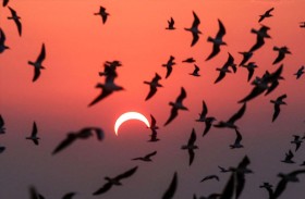 دراسة توثق أثر كسوف الشمس على أصوات الطيور