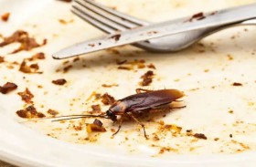 كيف تجذب بقايا الطعام الصراصير إلى منزلك؟