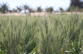 الإمارات... تطوق التصحر بالابتكار والإجراءات الاستباقية