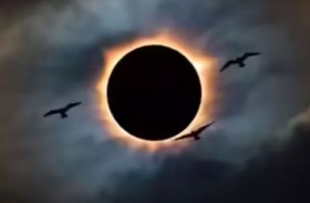 سحر «حلقة النار».. سلوكيات غامضة للطيور في الكسوف الحلقي