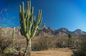 أمطار غزيرة تقتلع نبتة صبّار عملاقة عمرها 200 عام