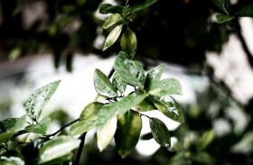 حتى النباتات تتواصل مع بعضها كالبشر