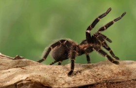 اكتشاف 12 نوعاً جديداً من العناكب