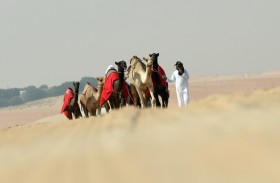 مهرجان الظفرة يبدأ ترصيص الإبل في مدينة سويحان غدا
