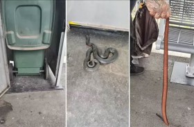 ثعبان سام يُثير الذعر بين ركاب محطة قطار في سيدني 