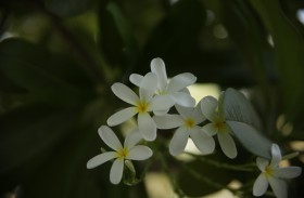 حديقة أم الإمارات تستضيف دورة مجانية للتصوير الفوتوغرافي للصغار