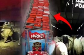 مخدرات في أمعاء حيوانات