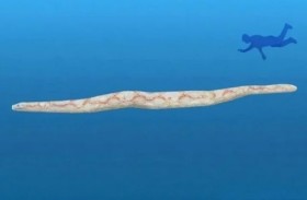 اكتشافات جديدة عن أطول وأضخم ثعبان بحري في التاريخ