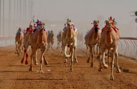 انطلاق «السباقات التمهيدية» للهجن العربية الأصيلة في الإمارات 12 سبتمبر
