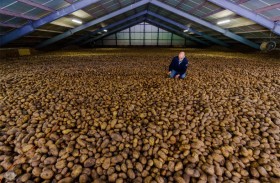 «أزمة بطاطا» في بلجيكا