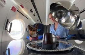 أول شركة طيران تسمح بالكلاب الكبيرة في مقصورة الركاب