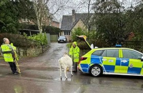 ماعز يثير غضب السكان والشرطة تتدخل