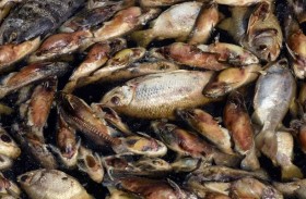 نفوق جماعي للأسماك في درنة الليبية