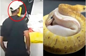 رجل يخبئ 14 ثعبانا حيّا داخل ملابسه