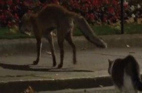 مواجهة بين القط لاري وثعلب بمقر حكومة بريطانيا