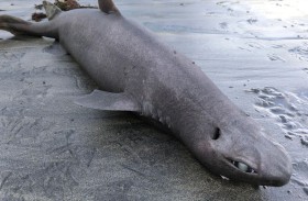 ملامح غريبة ومفاجأة داخل أحشاء «قرش الأنمي» 