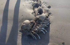 جثة حورية بحر على شواطئ أستراليا