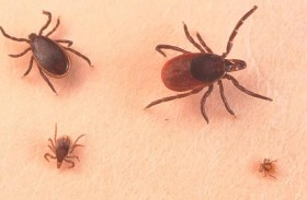 تحذير: القراد يحمل مرضا نادرا لا يوجد له علاج