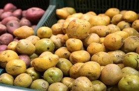 قبل طهيها.. احذر البطاطس المنبتة والخضراء لهذا السبب