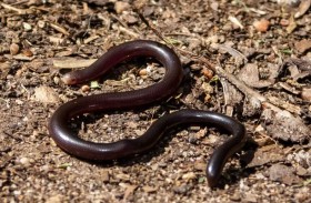 ثعبان «براهميني الأعمى».. زاحف صغير يتكاثر دون ذكور