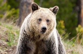 اقتحام غير متوقع.. دب يداهم منزلا 