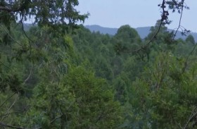 إثيوبيا توسع اهتمامها في تنمية الغابات للحفاظ على البيئة