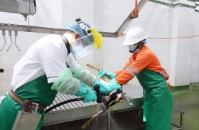 مقاصب الفجيرة توفر مجموعة كبيرة من الذبائح خلال أيام عيد الأضحى