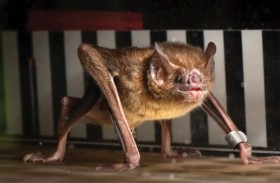 خفاش مصاب بأعراض تشبه داء الكلب