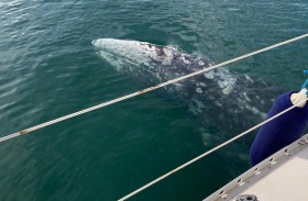 حوت رمادي صغير يضل طريقه