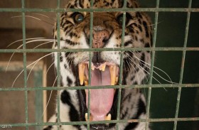 جدار ترامب أمام القضاء بسبب النمور الأميركية