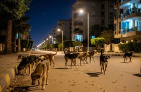 حبس سيدة سمّمت كلاباً أزعجها نباحها