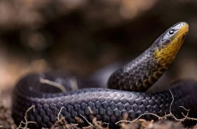 اكتشاف نوع جديد من الأفاعي في كهوف كمبوديا 