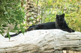 النمر الأسود ينضم إلى حديقة الإمارات للحيوانات 