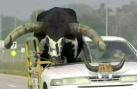 توقيف سيارة بسبب ثور يجلس في المقعد الأمامي!