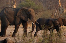 إعدام 50 فيلاً وتوزيع لحومها على السكان