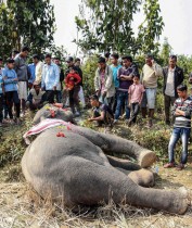 قرويون وعمال غابات يتجمعون حول جثة فيل بري بالقرب من غابة بوندابارا في مقاطعة كامروب بشمال شرق الهند. أ ف ب