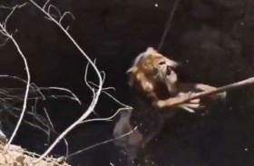 إنقاذ بطولي لأسد سقط في بئر 