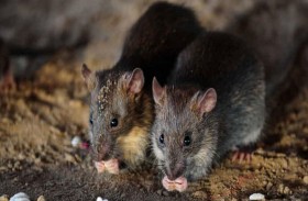 الفئران ذات الوبر الرمادي تغزو أستراليا