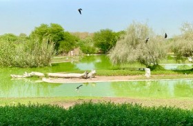 مفوضية مرشدات الشارقة تأخذ منتسباتها في رحلات افتراضية إلى تاريخ الدولة وسيرة ثقافتها