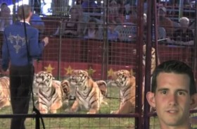 نمر يفترس مدربه أمام زوجته وابنته