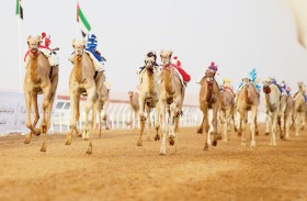 انطلاق السباق التمهيدي الثاني لمهرجان العين لسباقات الهجن اليوم بميدان الروضة