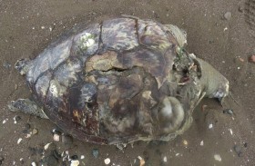 بيئة الشارقة ترصد أسباب نفوق سلحفاة بحرية