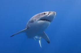 لماذا تلفظ بعض أسماك القرش معدتها؟