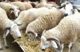 استخدام المضادات الحيوية في تربية المواشي قد يزيد بنسبة 30 %