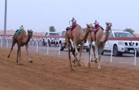 اختتام منافسات مهرجان هجن الظبي بميدان الذيد