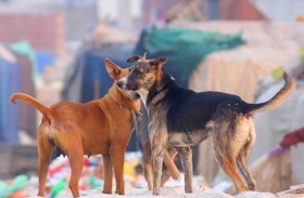 «الكلاب الضالة» تمزق جسد طفل عراقي