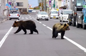 الدببة تجتاح الشوارع اليابانية