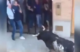 ثور هائج يوجه نطحة قاتلة لرجل بمهرجان 